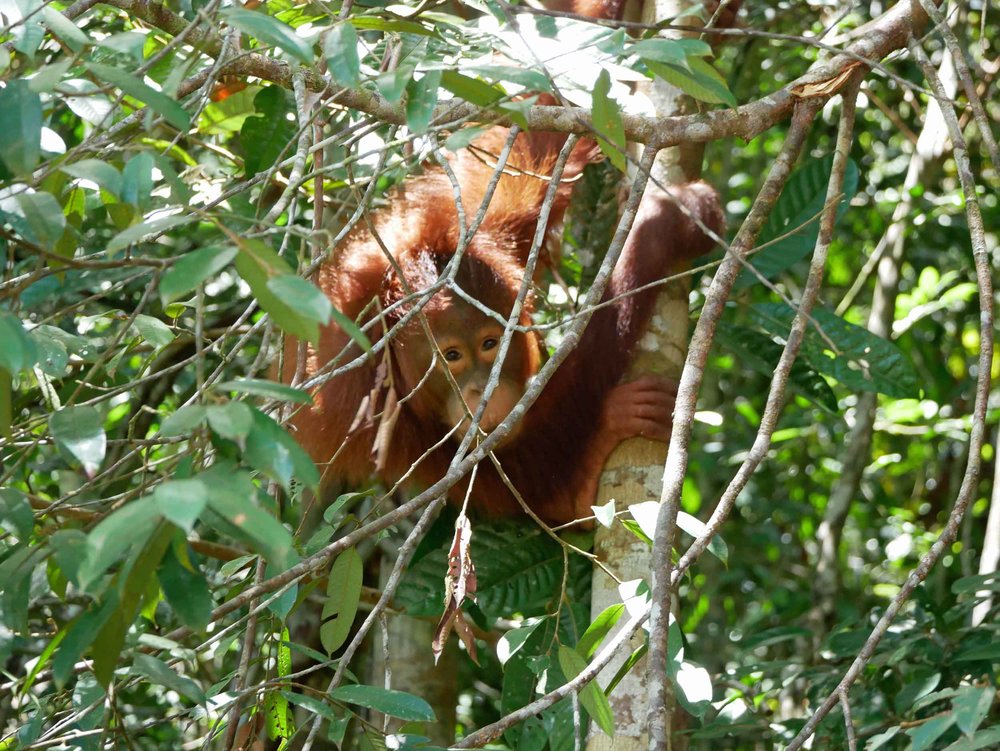  We later when to check out Matang Wildlife Center, which rehabilitates many different types of birds and animals, but were stalked by this young semi-wild orangutan who was up in the canopy.&nbsp; 