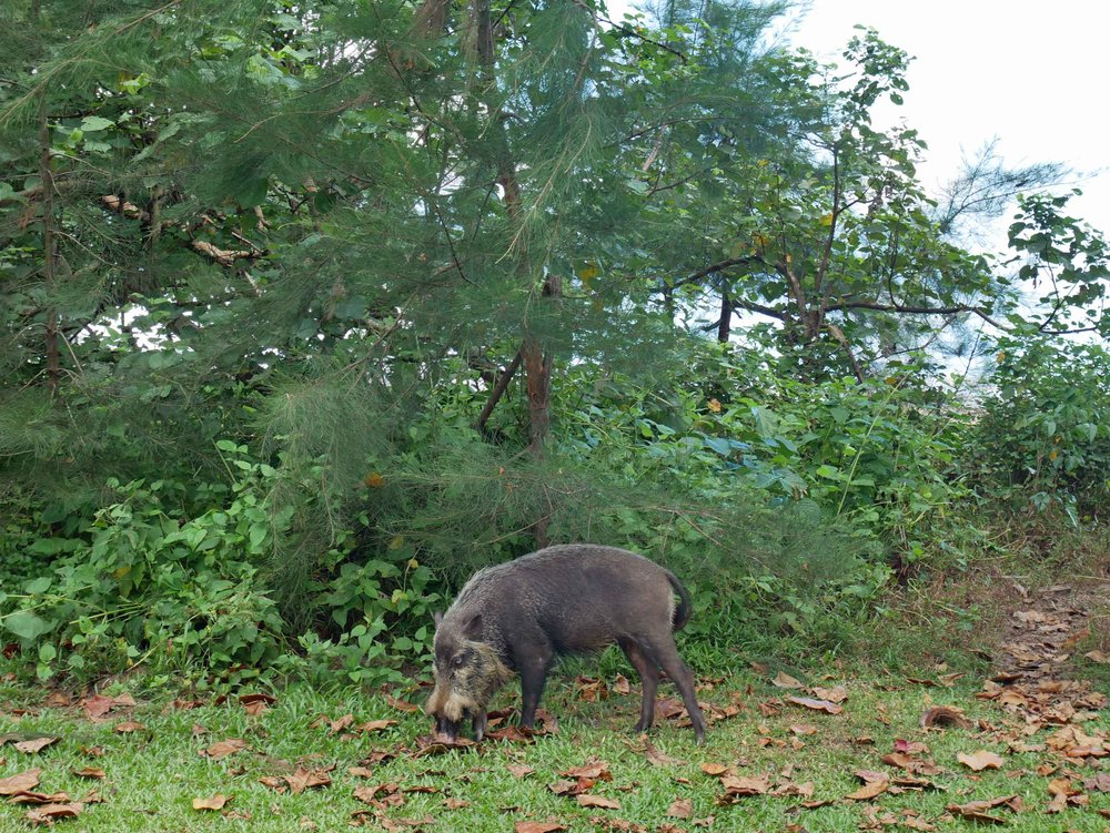  Right away, we were greeted by a Bornean bearded pig, which is so thin, compared to our pigs, that it almost seemed to be in 2-D.&nbsp; 