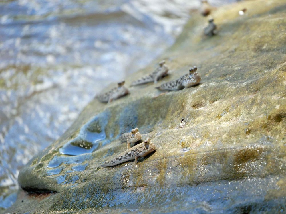  The rocks at Bako were full of mudskippers, amphibious fish that use their fins to "walk" on ground.&nbsp; 