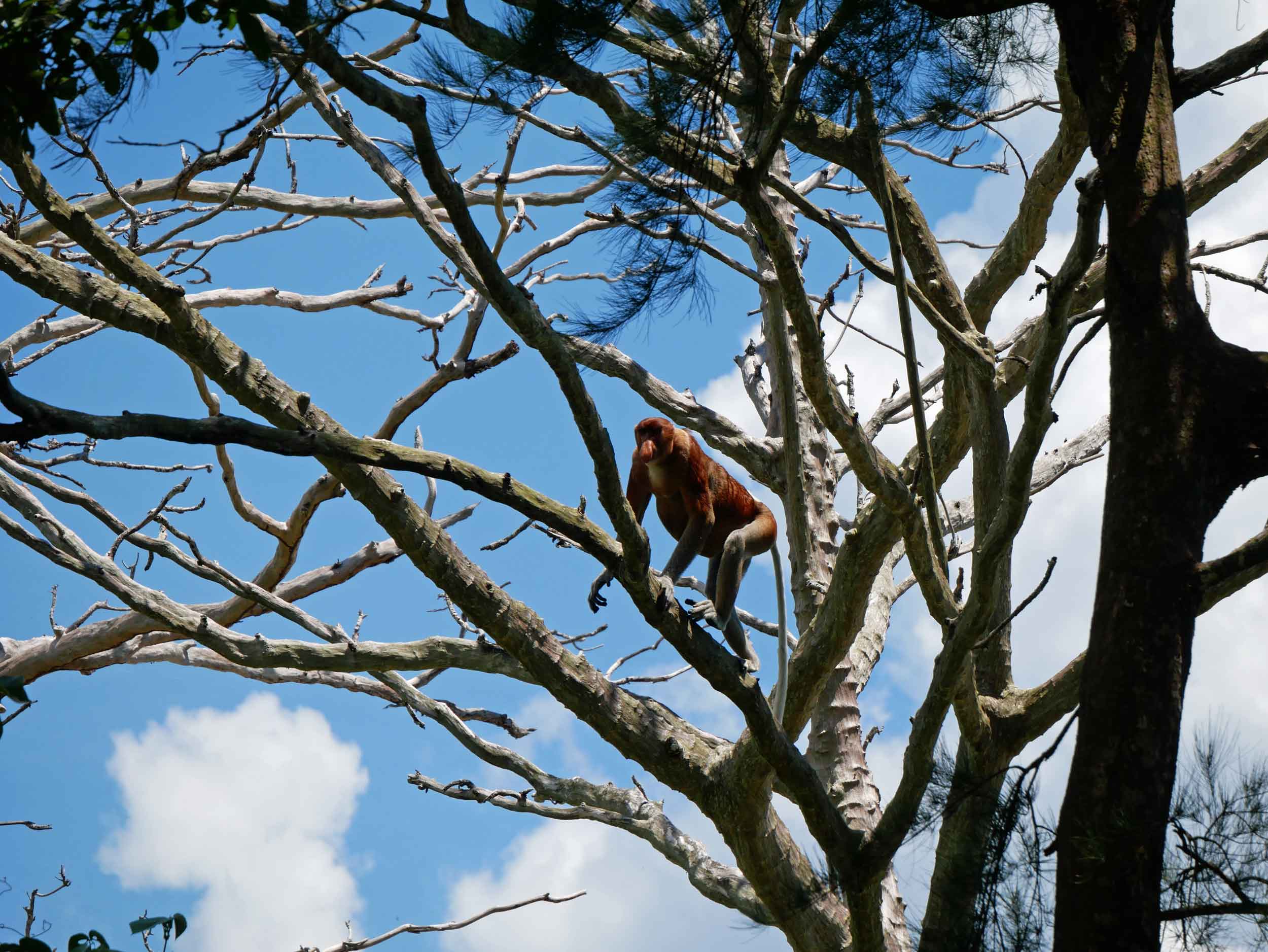  FINALLY! We spotted the rare proboscis monkeys, exclusive to Borneo and odd-looking with their pendulous noses.&nbsp; 