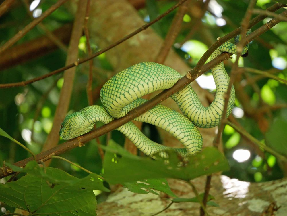  And not to be left out, a green pit viper was hanging out in the tree just by the park headquarters.&nbsp; 