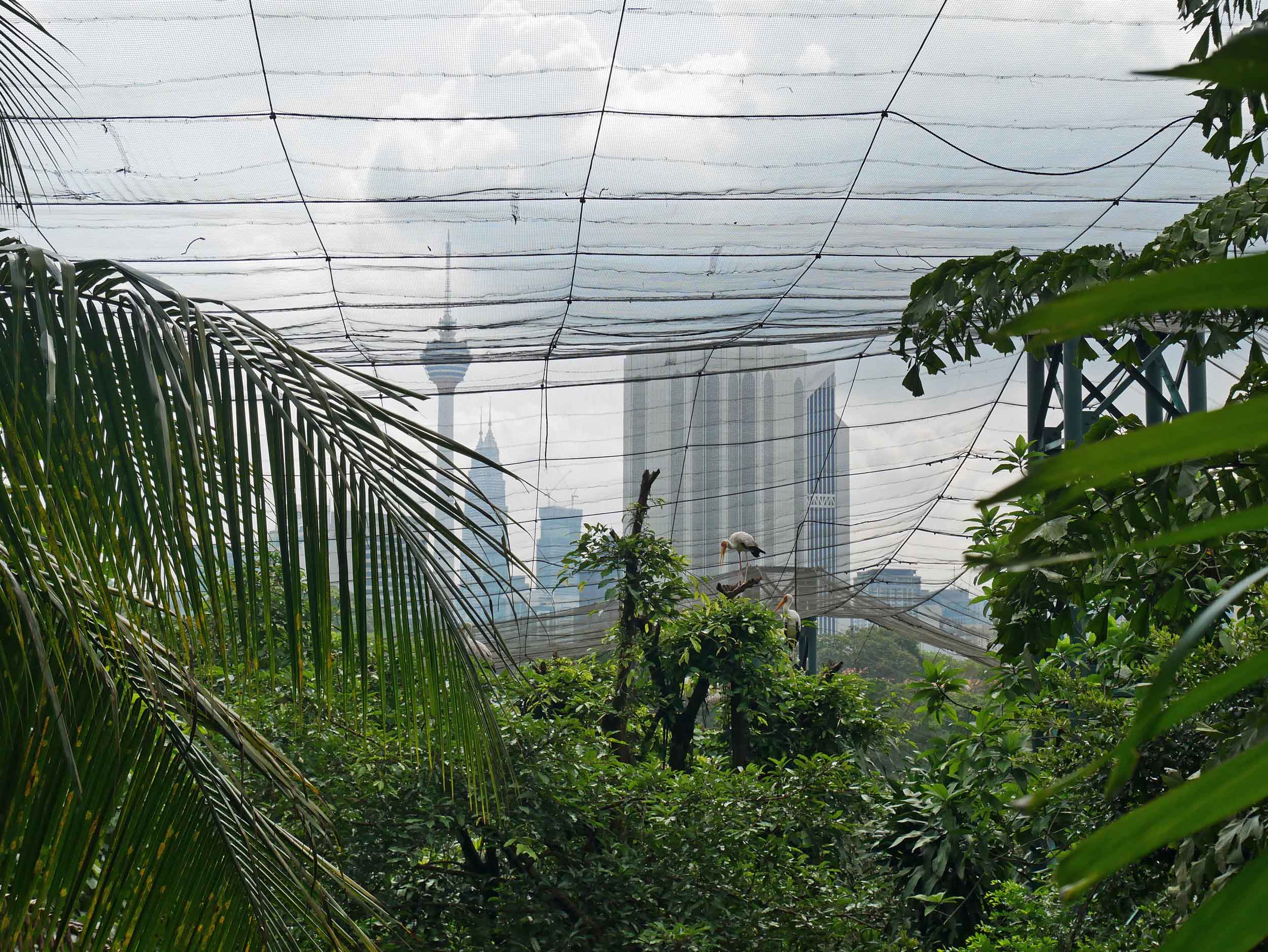  In the Bird Park, most all feathered creatures roam free, protected by a netted canopy with the KL skyline as backdrop.&nbsp; 