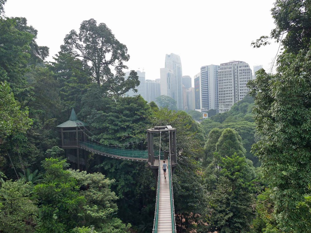  At KL Eco Park, at the base of the Menara Tower, the canopy walk takes you into the remaining rainforest in the center of KL.&nbsp; 