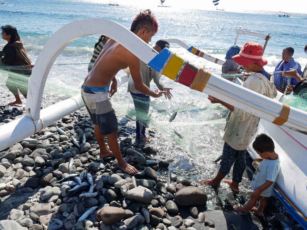  Once ashore, the fishermen unspool their nets and place the fish into buckets or bags. 