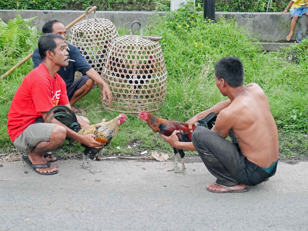  One evening, we stumbled upon local men preparing their roosters for fighting. 