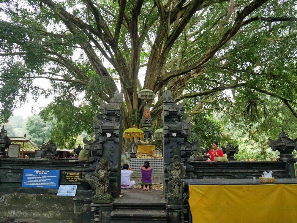  Our next stop was the holy Tirta Empul water temple, built over a natural spring in the 10th century A.D. 