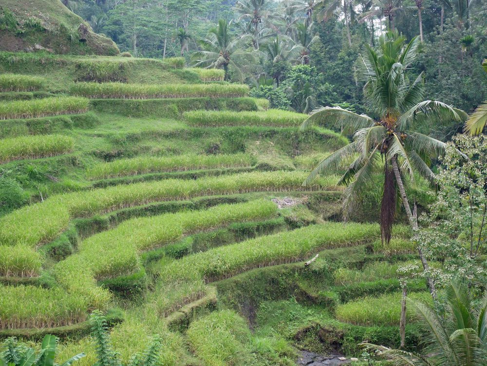  The terraces are a great examples of subak, the traditional Balinese irrigation system which is believed to have been passed down since the eighth century.&nbsp; 