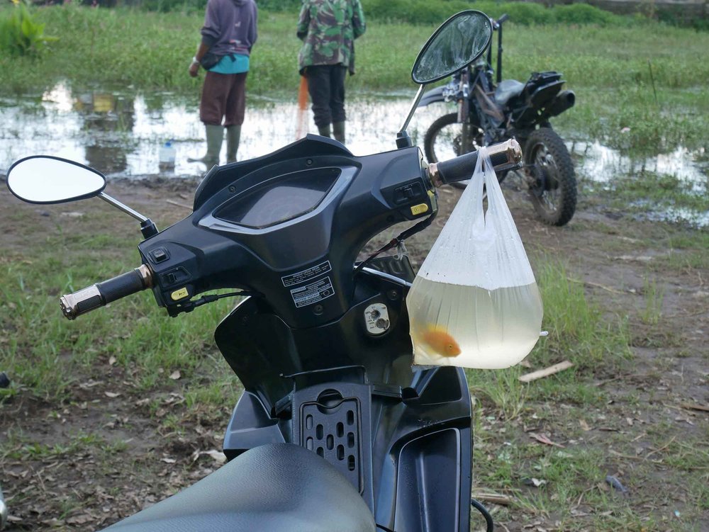  As we made our way back to Tamblingan Lake, we came upon a local celebration, and couldn't help but smile at this lone goldfish that would perhaps become someone's new pet.&nbsp; 