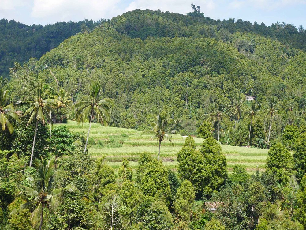  Besides waterfalls and forest, Munduk also has beautifully sculpted rice terraces, which we hiked early one morning.&nbsp; 