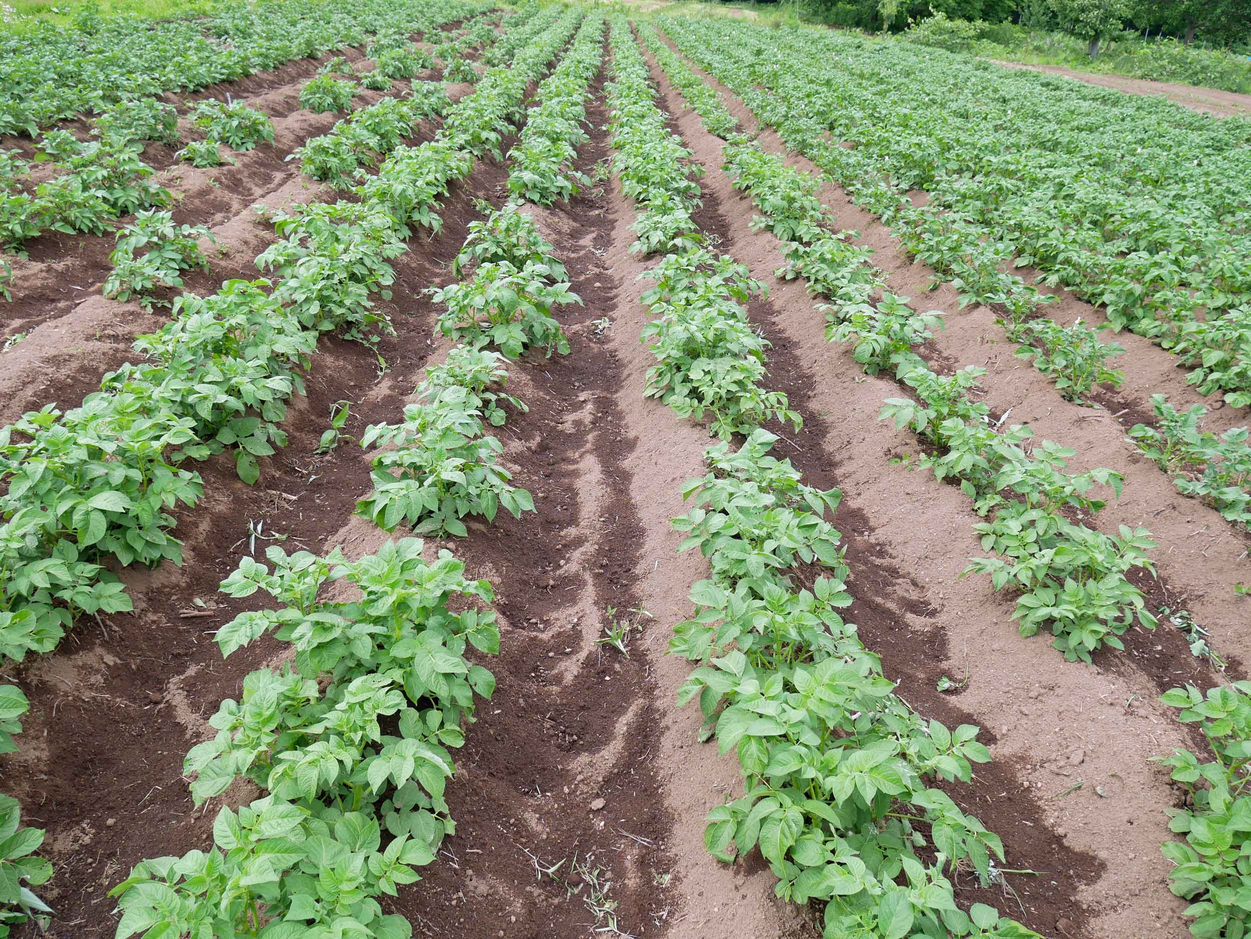  Potato bugs and weeds were no match for us!&nbsp; 