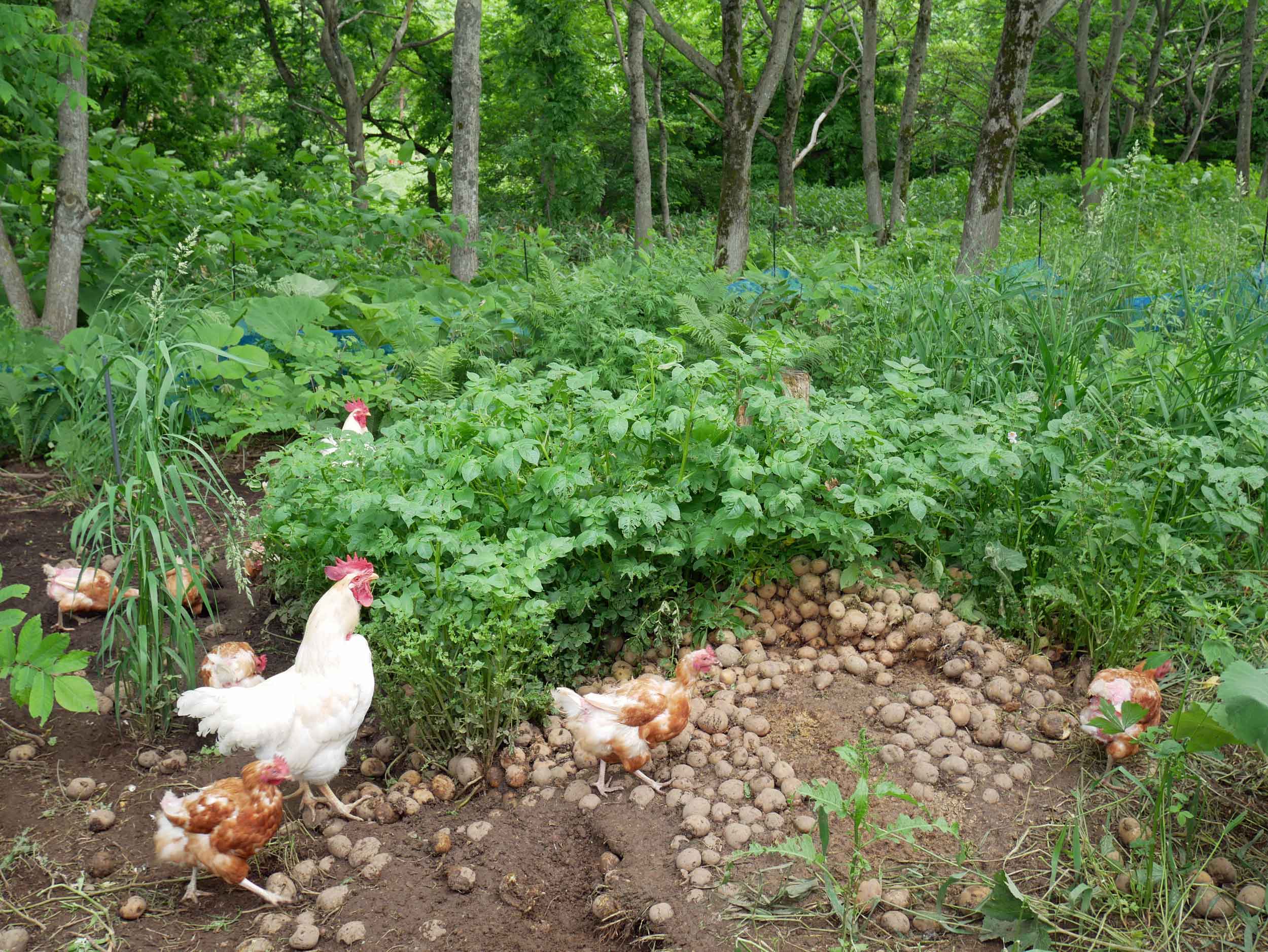  First order of daily business (5am!) on Shiratori Farm was feeding and watering the free range chickens (June 20).&nbsp; 