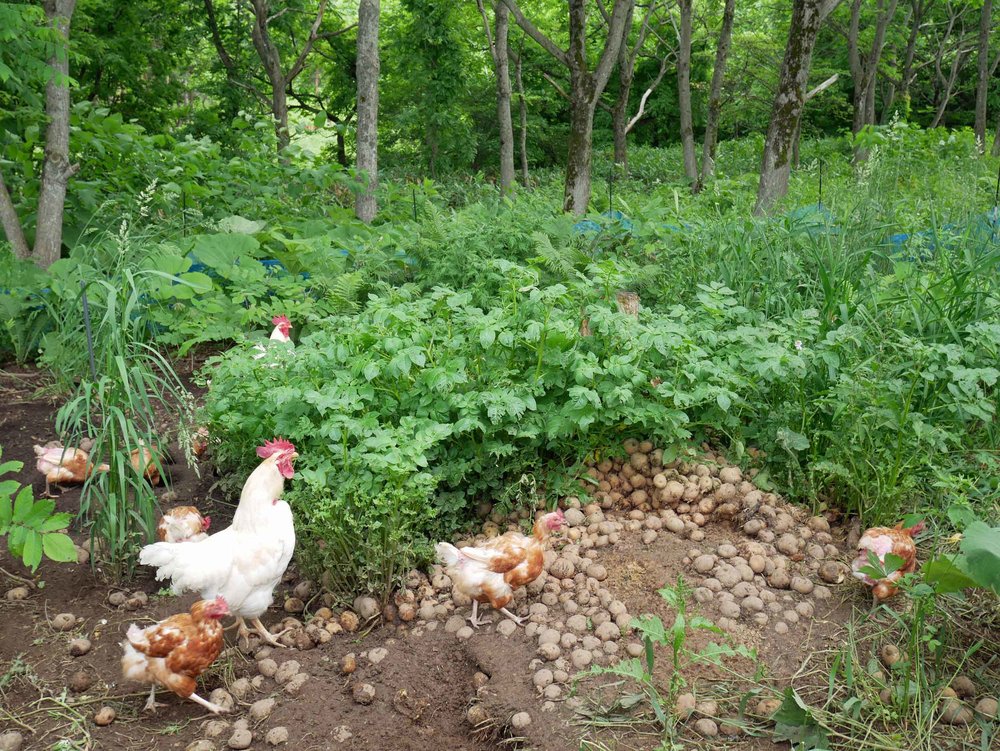  First order of daily business (5am!) on Shiratori Farm was feeding and watering the free range chickens (June 20).&nbsp; 