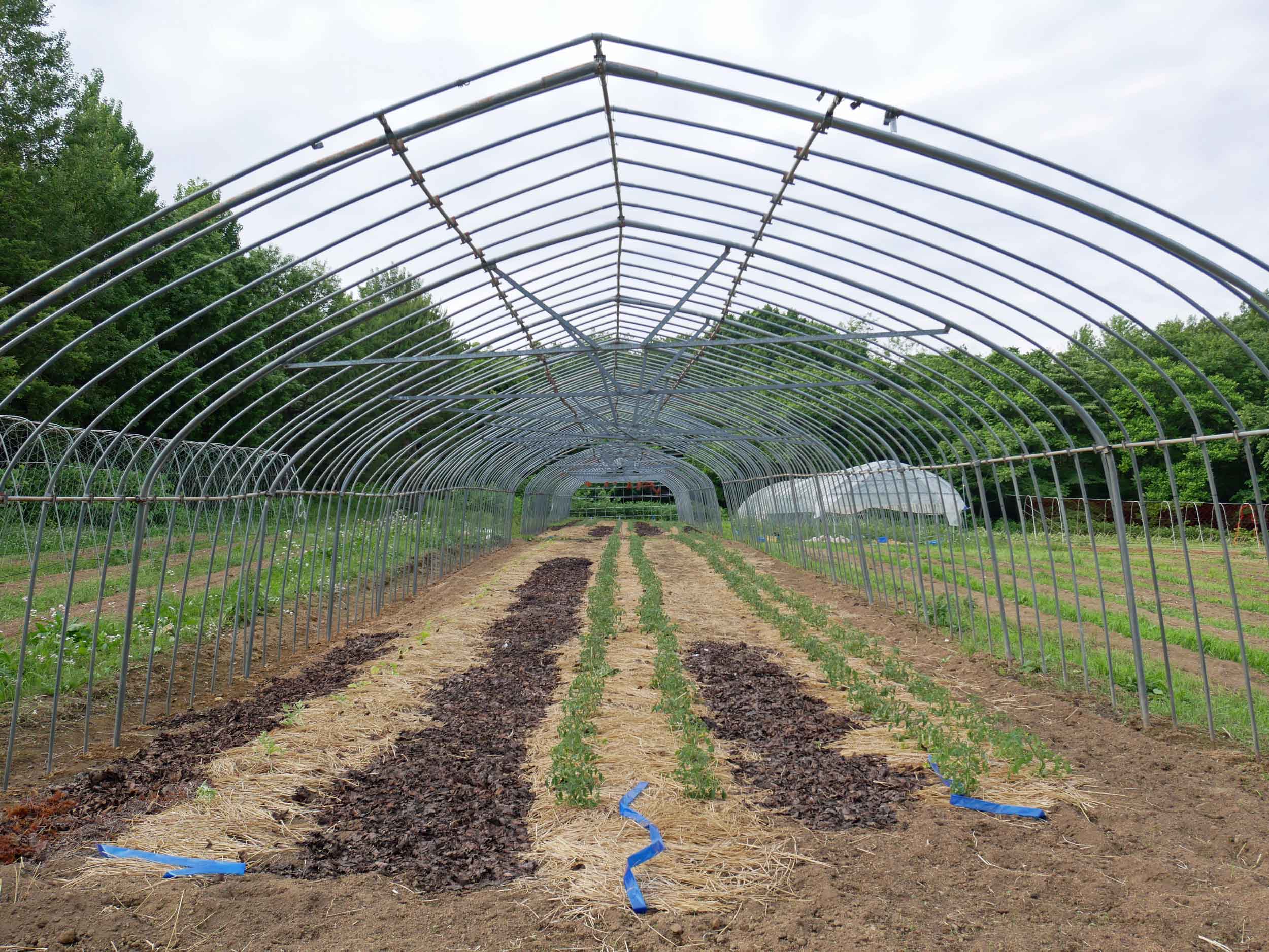  Greenhouse in prep, where Kat-San used the fallen leaves of Japan's famous cherry trees for soil-enriching compost. 