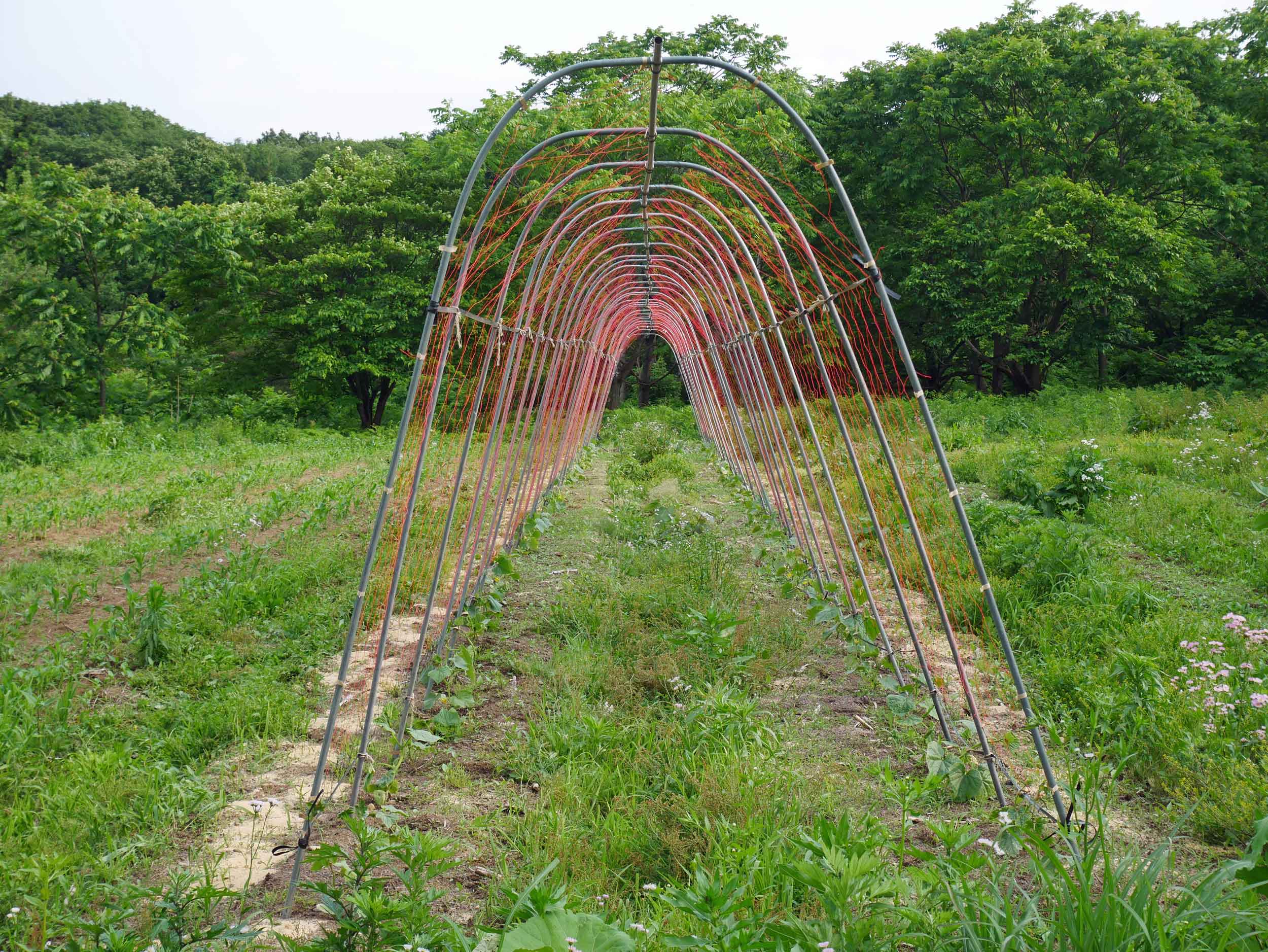  Rows of recently transplanted cucumbers that we helped string up and weed. 