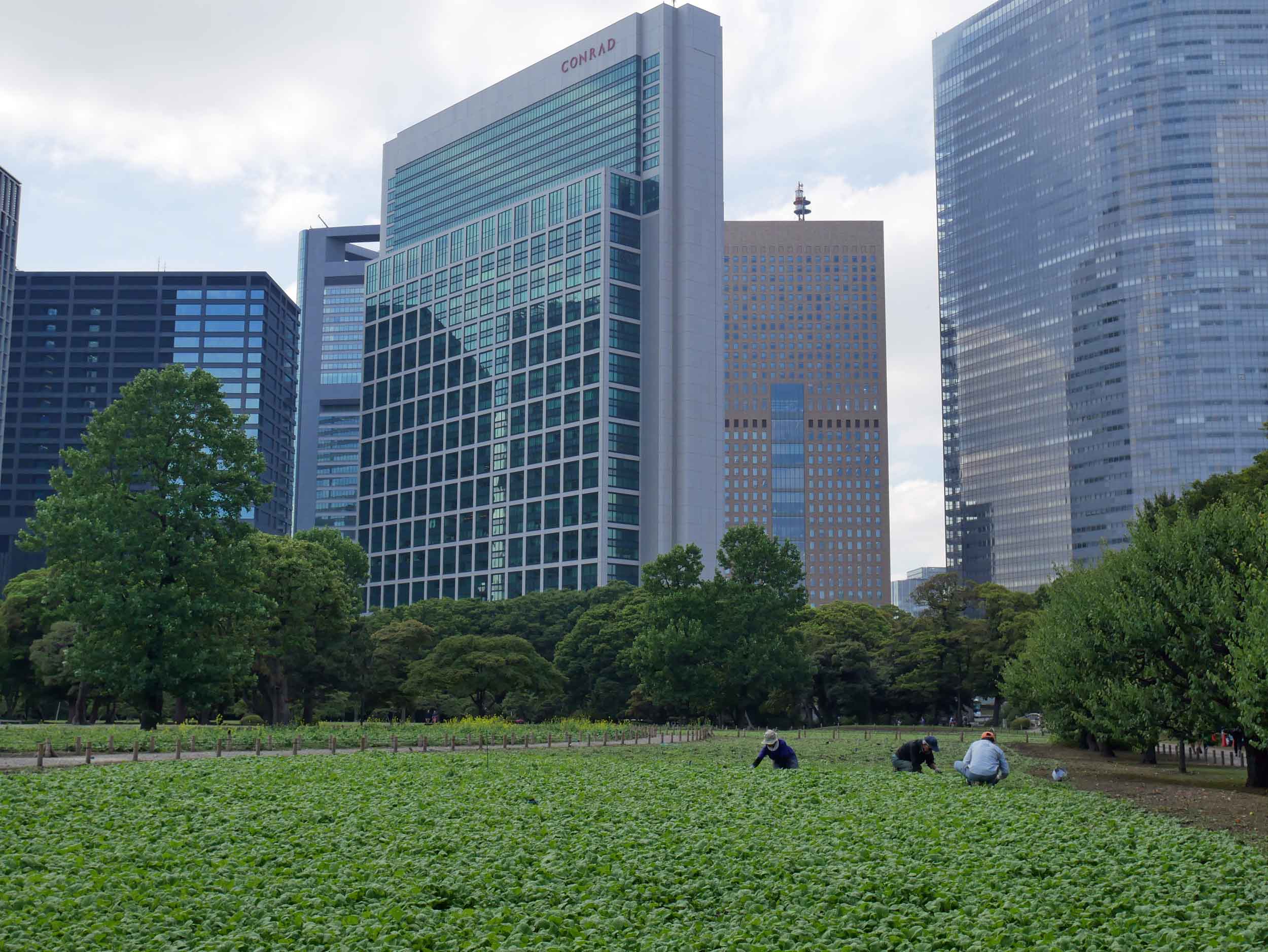  Gardeners tending to Hama-rikyu's famous landscapes along Tokyo Bay.&nbsp; 