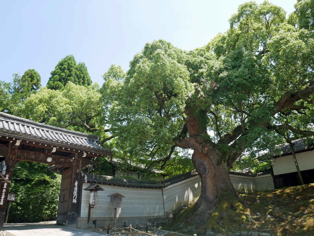  One of the oldest are the 800 year old camphor trees that line the complex walls.&nbsp; 