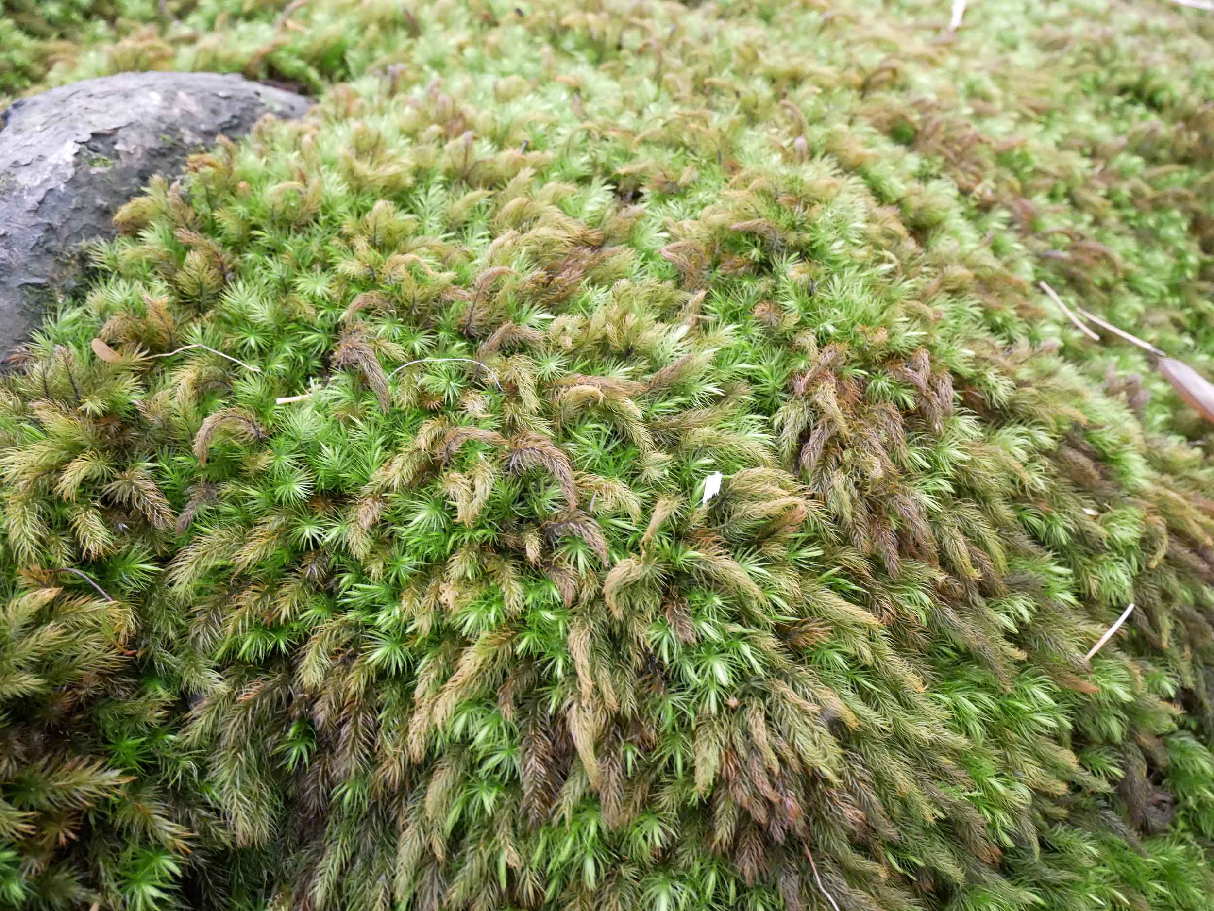  The Goo-ji temple moss garden up close. 