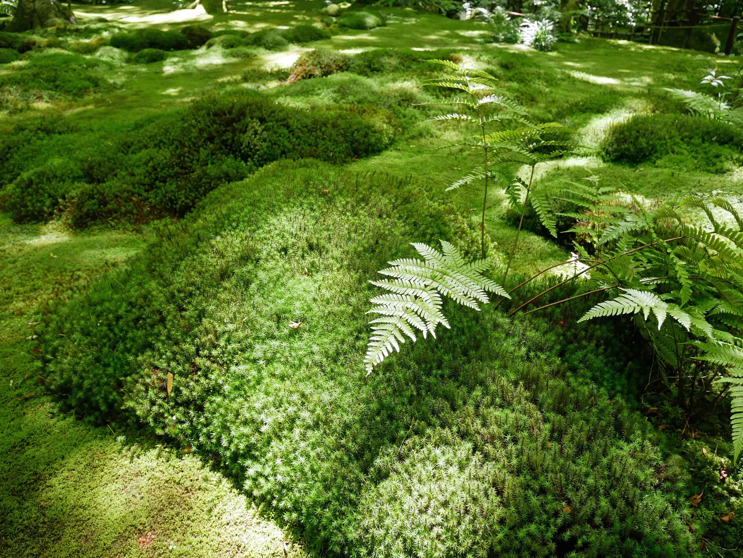  Much time was spent marveling at the verdant moss garden of Goo-ji. 