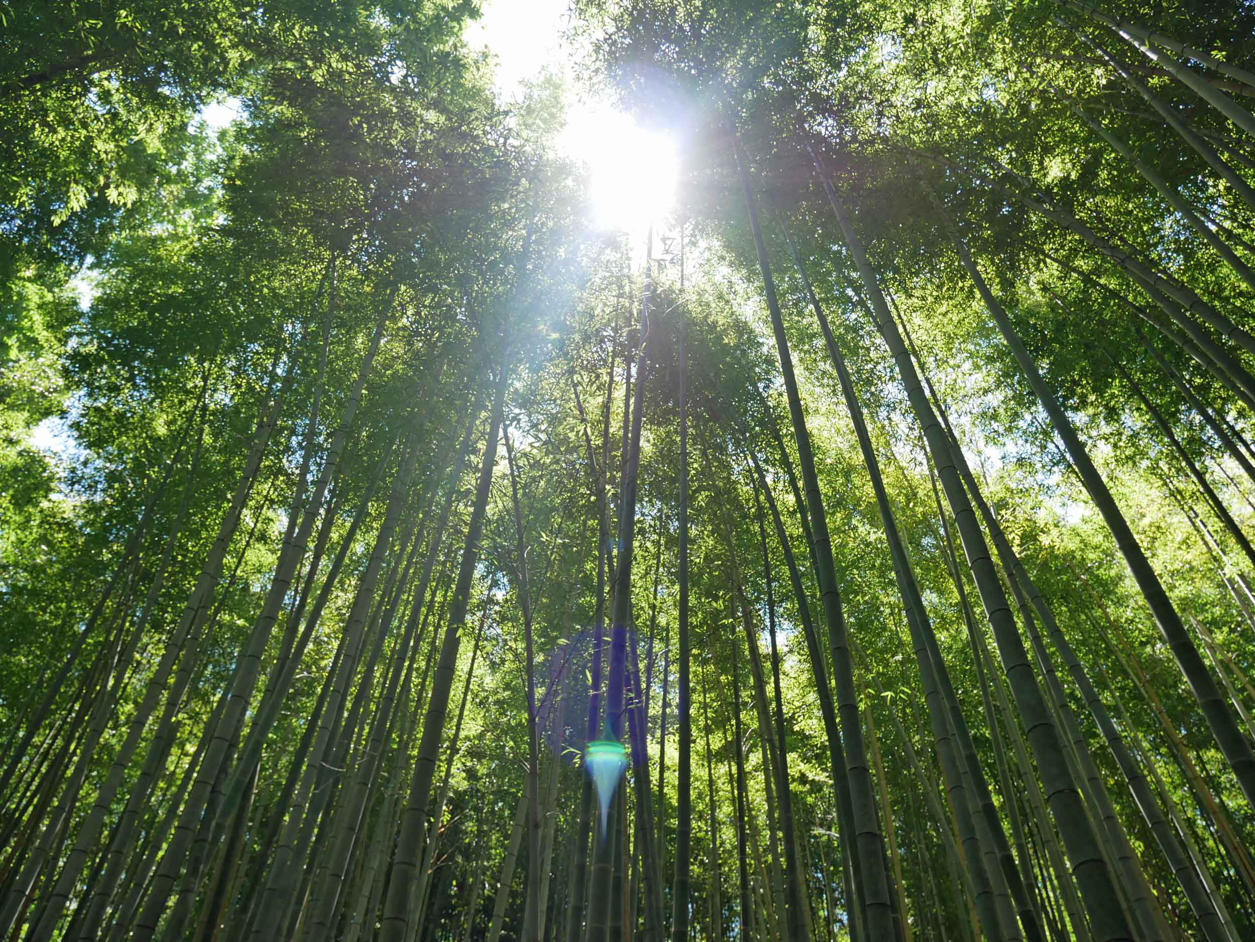  A beautiful day to explore the Arashiyama Bamboo Grove 