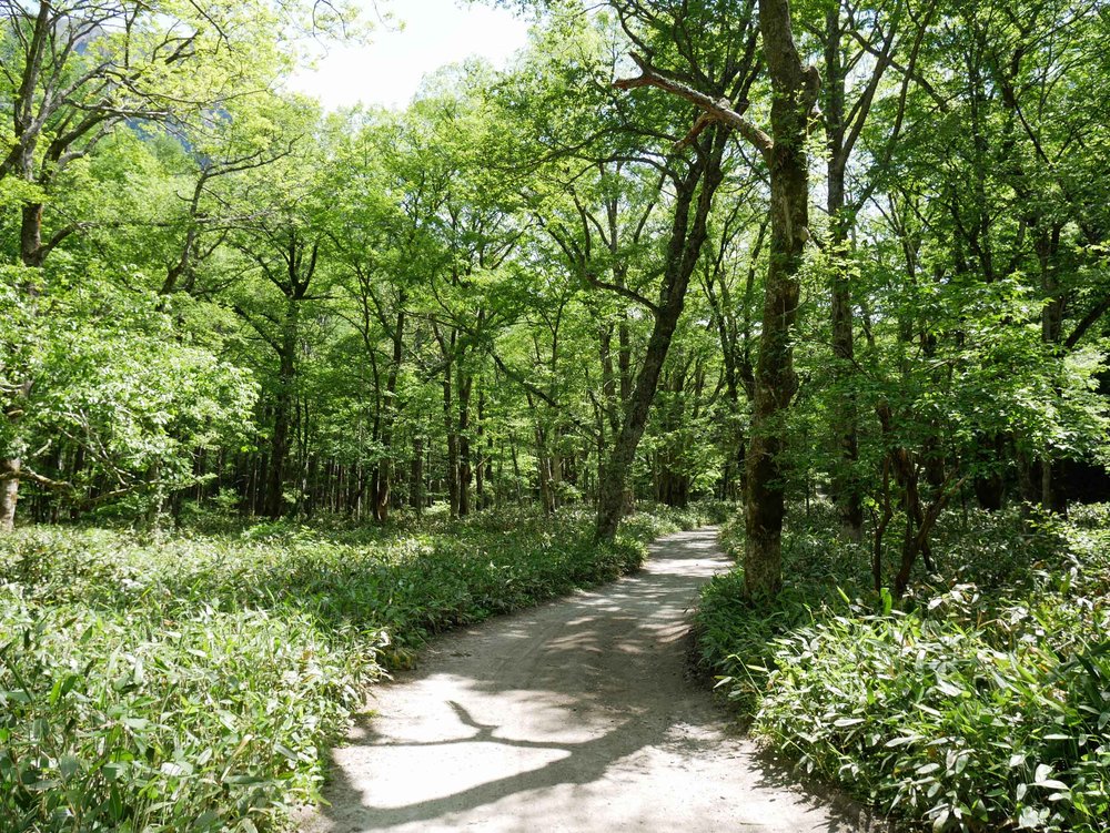  Forest bathing on our morning hike along the Azusa River basin. 