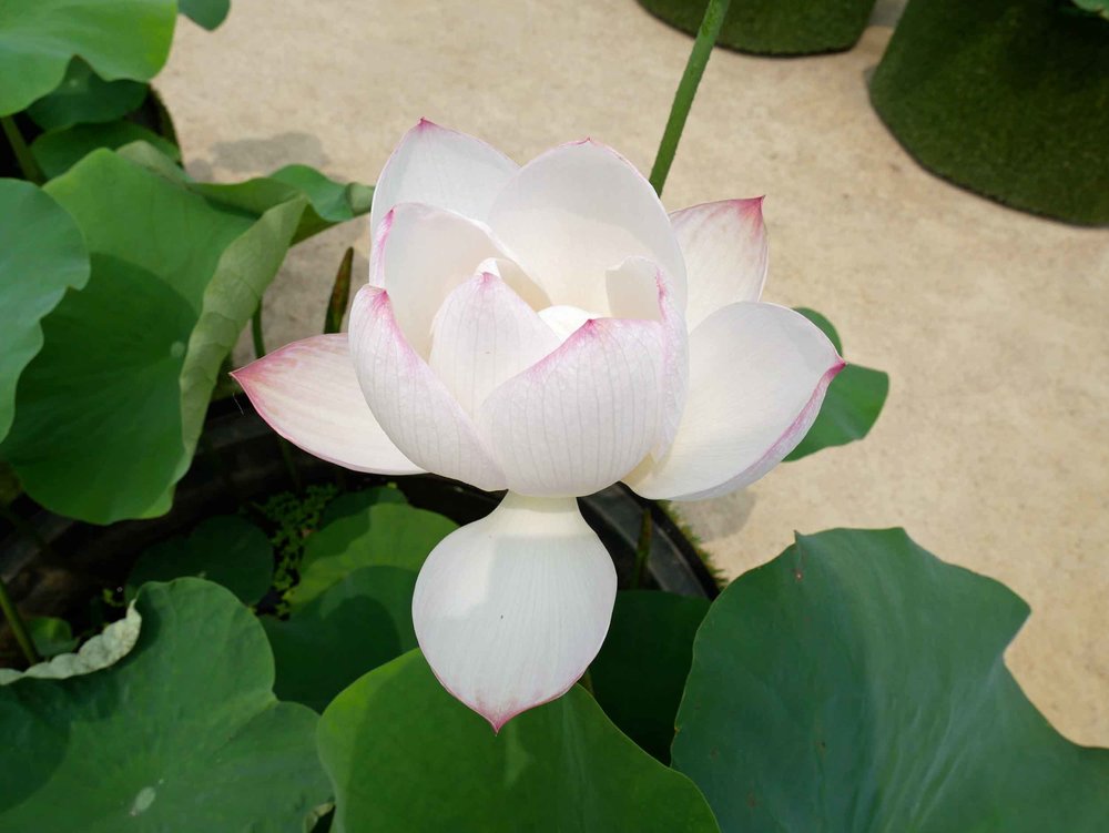  Many of the lotus plants had beautiful blooms that would be harvested for use in and around the temple.&nbsp; 