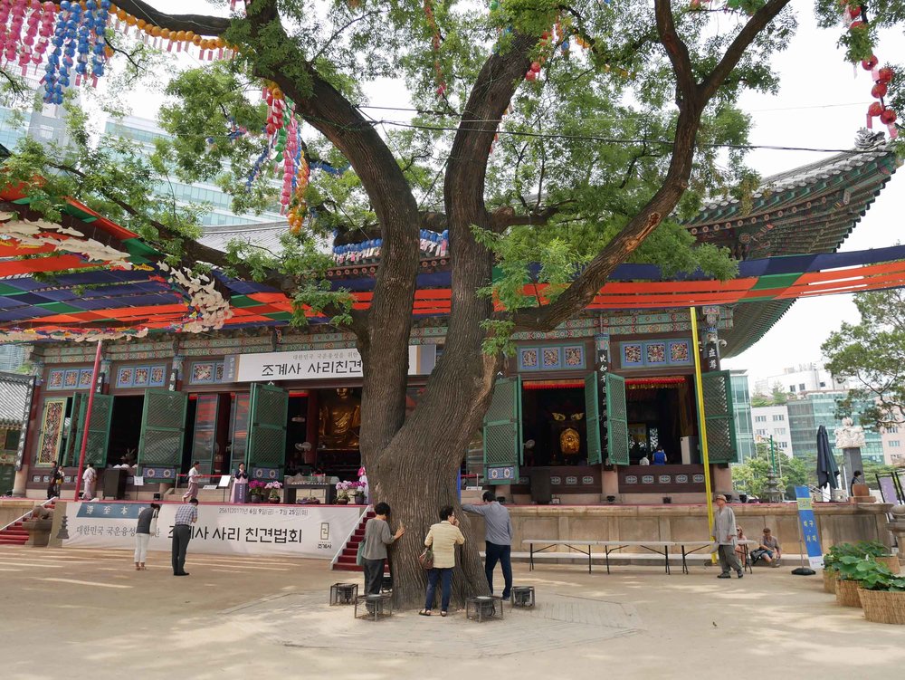  The temple complex, which was first built in the 14th century, includes the Dharma Hall with an ancient tree in the courtyard upon which people were praying. 