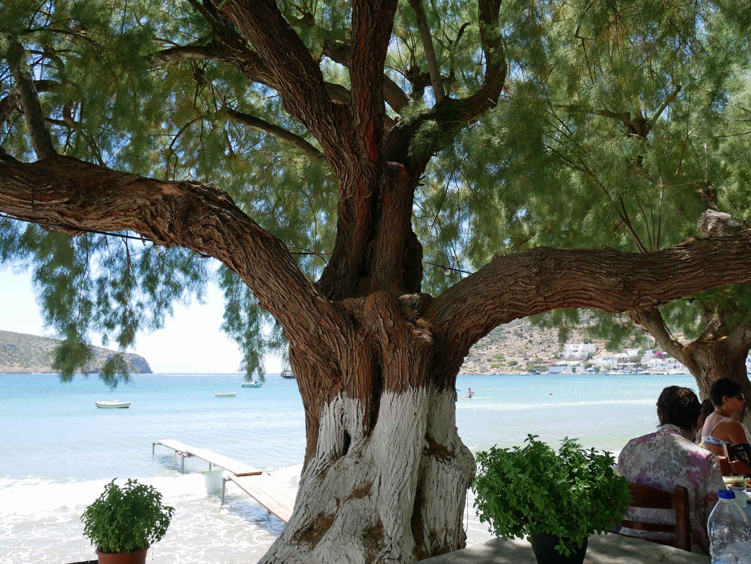  At our local lunch spot, Manolis, we dined al fresco under these beautiful trees! 