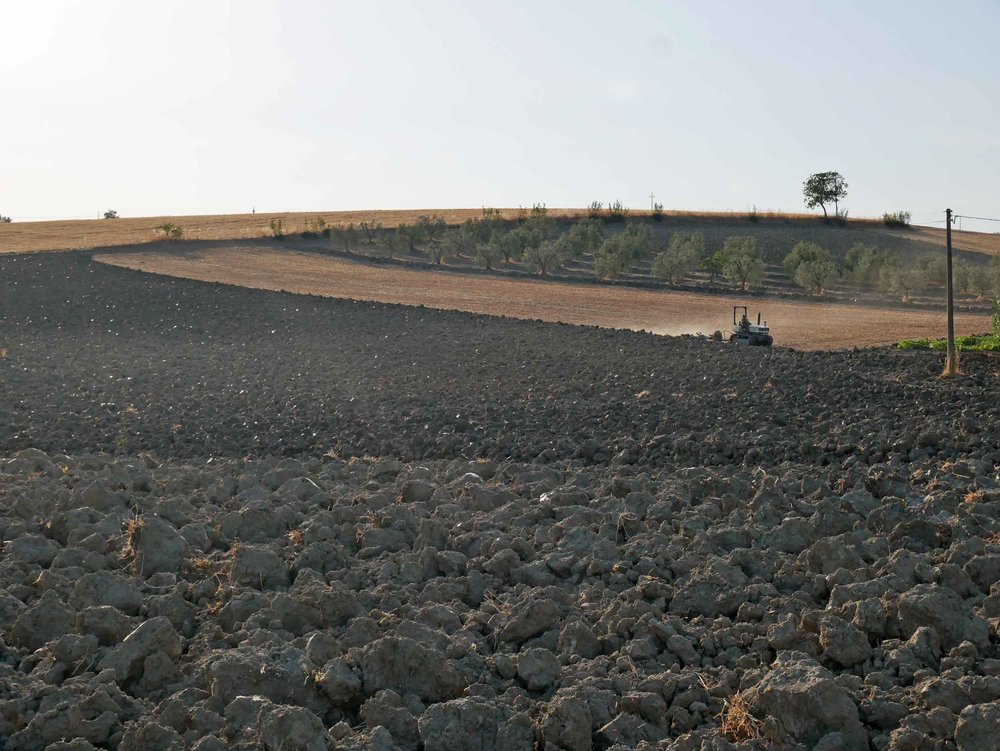  Tuscany is teeming with farms of all types and fields upon fields of upturned soil ready for seeding.&nbsp; 