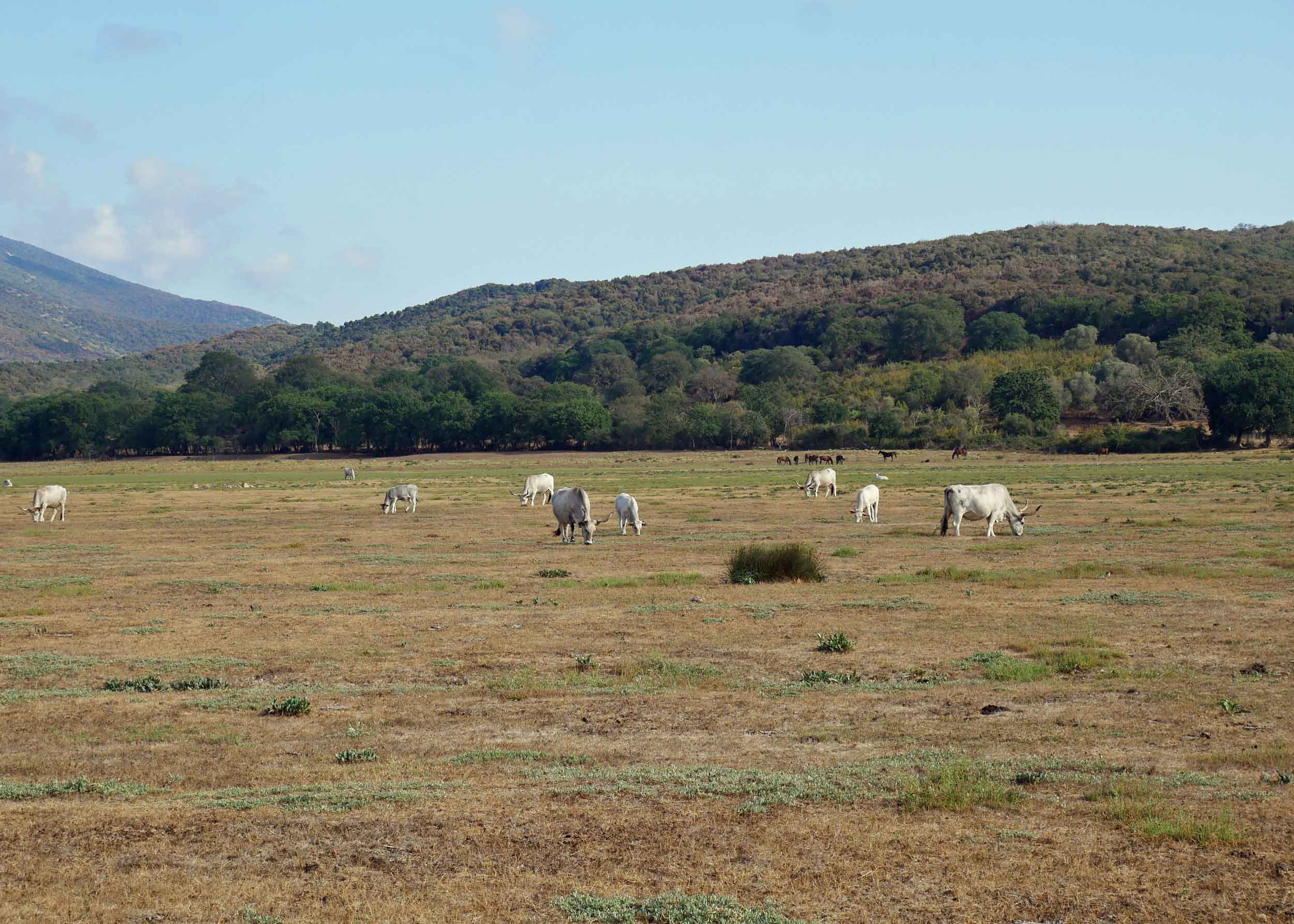  Farmland leads into Maremma Park with Italian-bred Chianina cattle grazing in the fields. &nbsp; 