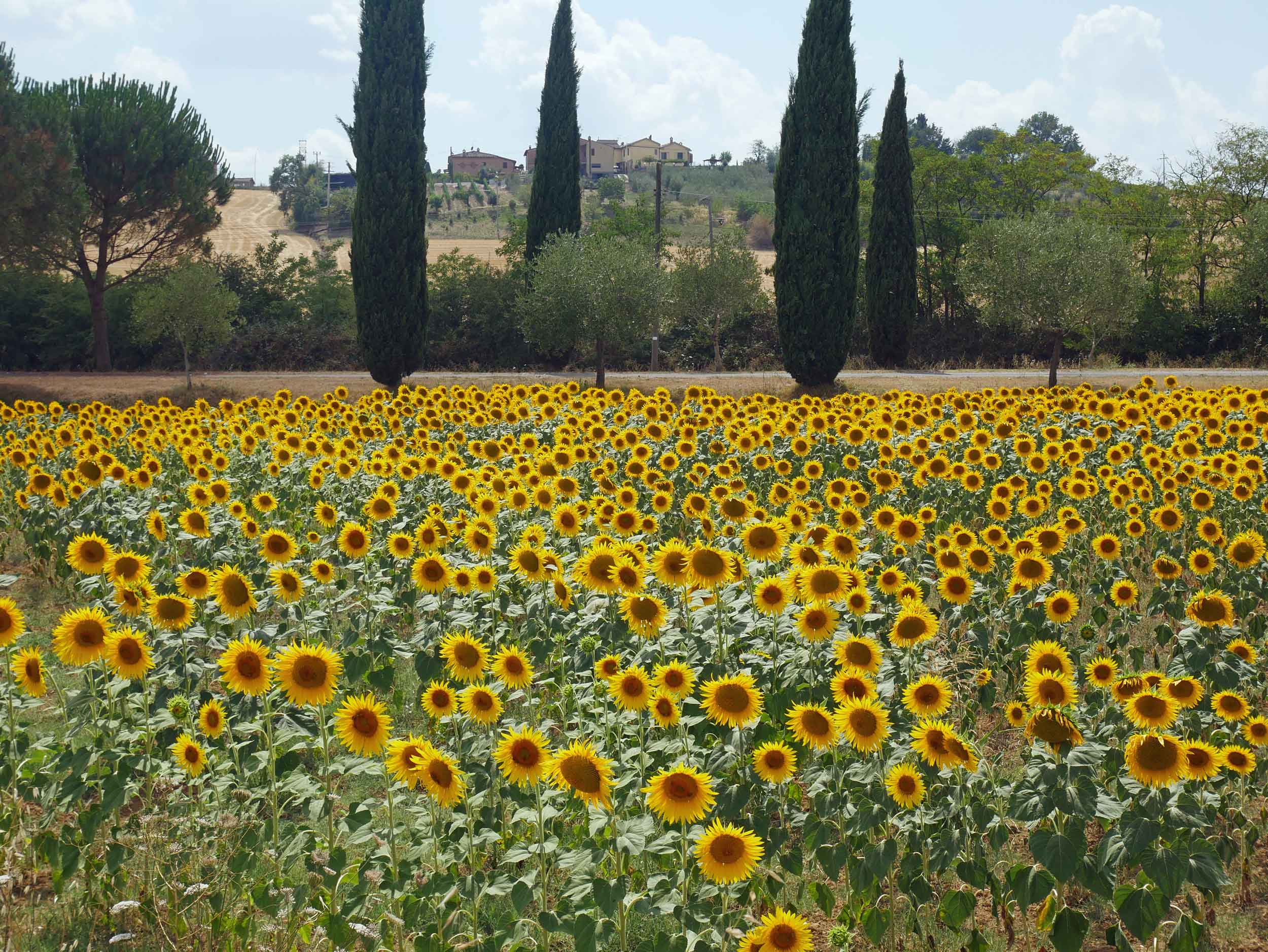  While many of the famous sunflower fields were dried up, we did spot a few bright spots along our drive.&nbsp; 