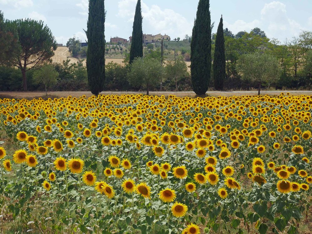 While many of the famous sunflower fields were dried up, we did spot a few bright spots along our drive.&nbsp; 