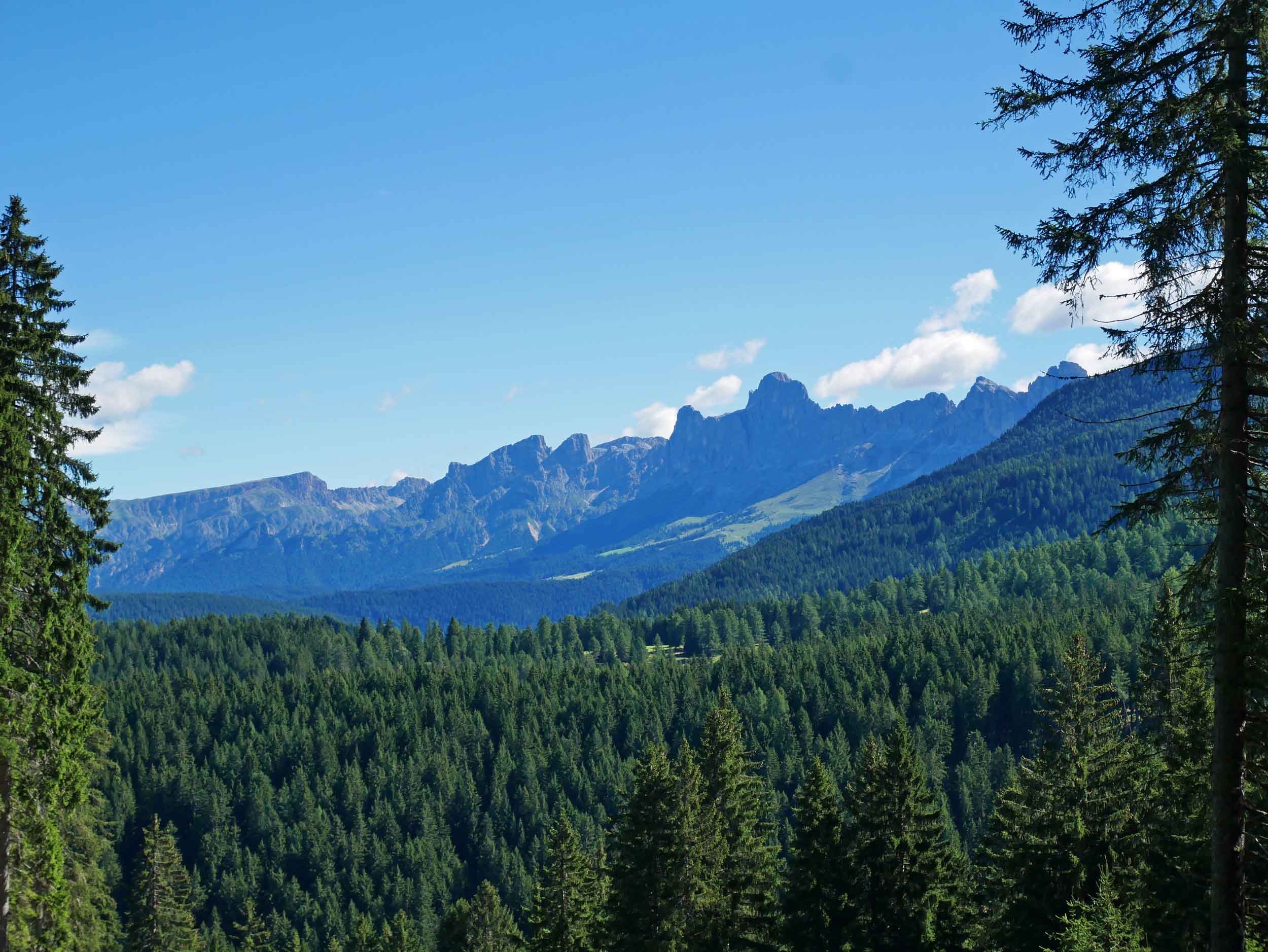  The next day, we hiked in the Forest di Fiemme with offered stunning views of the Fiemme range (July 25). 