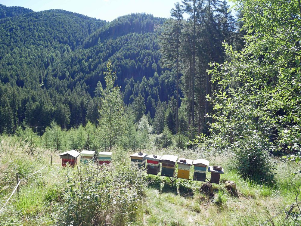  During our walk, we stumbled upon a colorful bee apiary, Martin's latest obsession. :) 