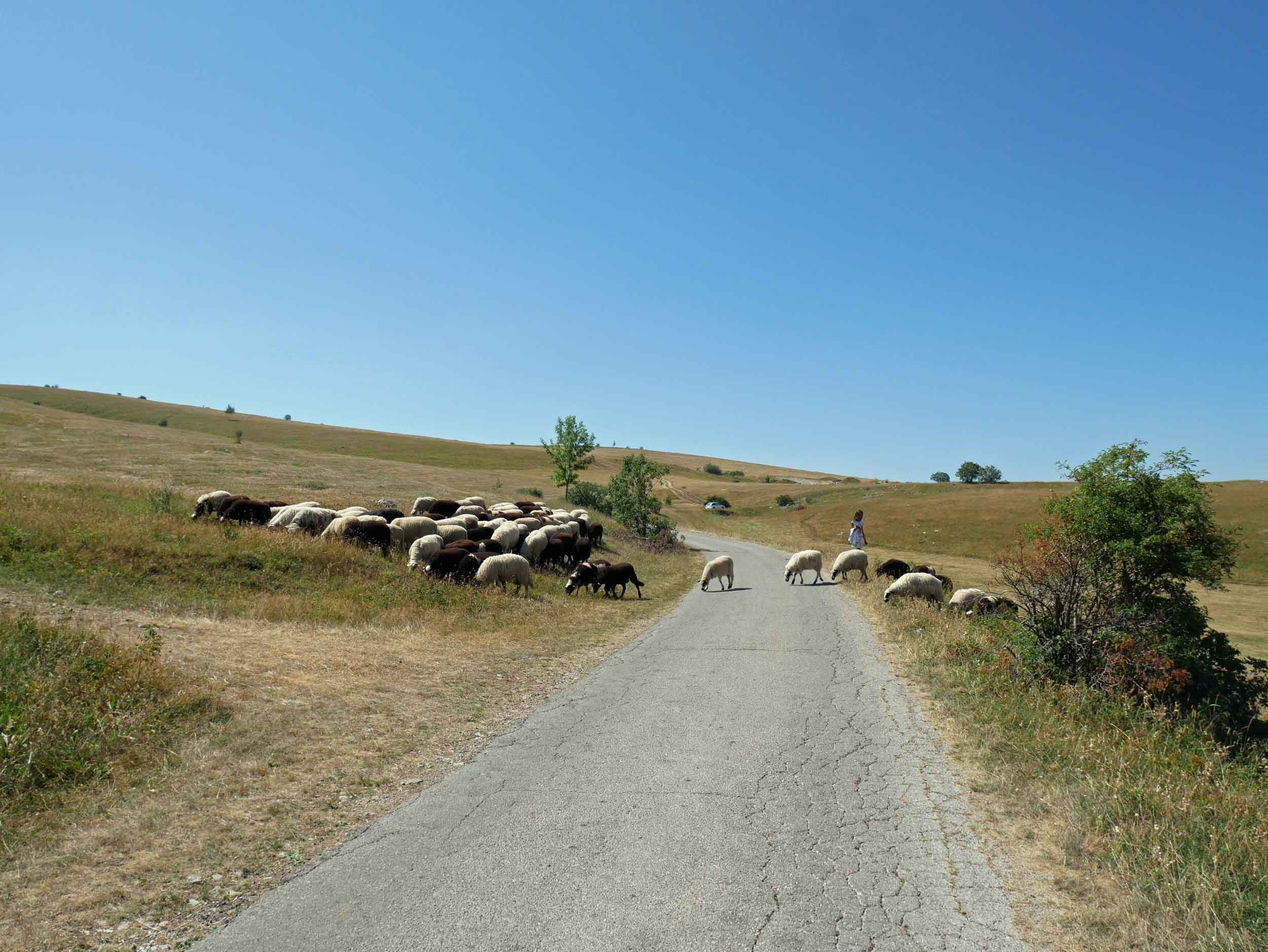  Although Durmitor became a protected national park in the mid-1950s, many farmers still toil the land and raise livestock in the hills.&nbsp; 