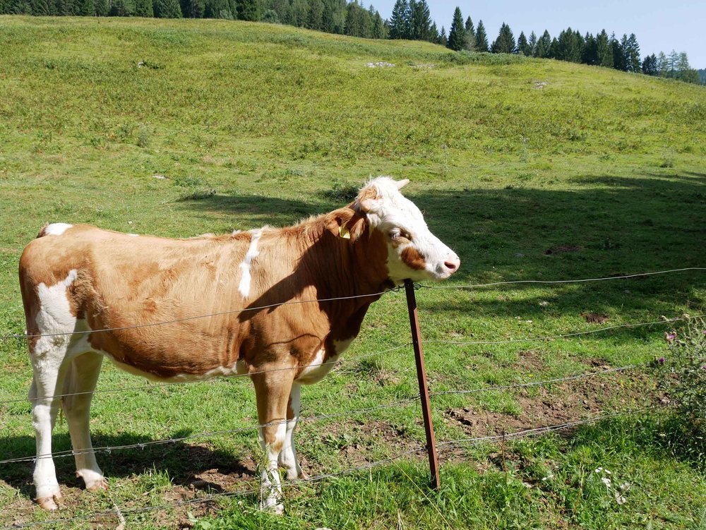  Even cows have itches they can't scratch--we loved this beautiful breed of Slovenian cattle! 
