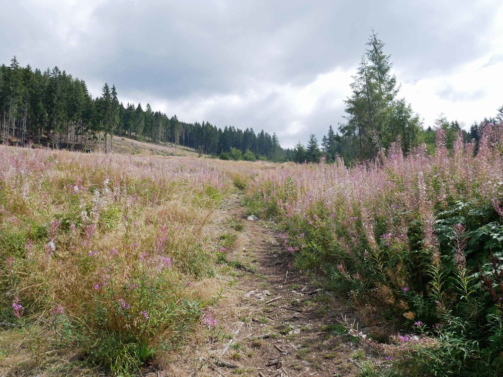  The path before us in the Western Tatras, the hillsides covered in beautiful purple flowers that had gone to seed. 