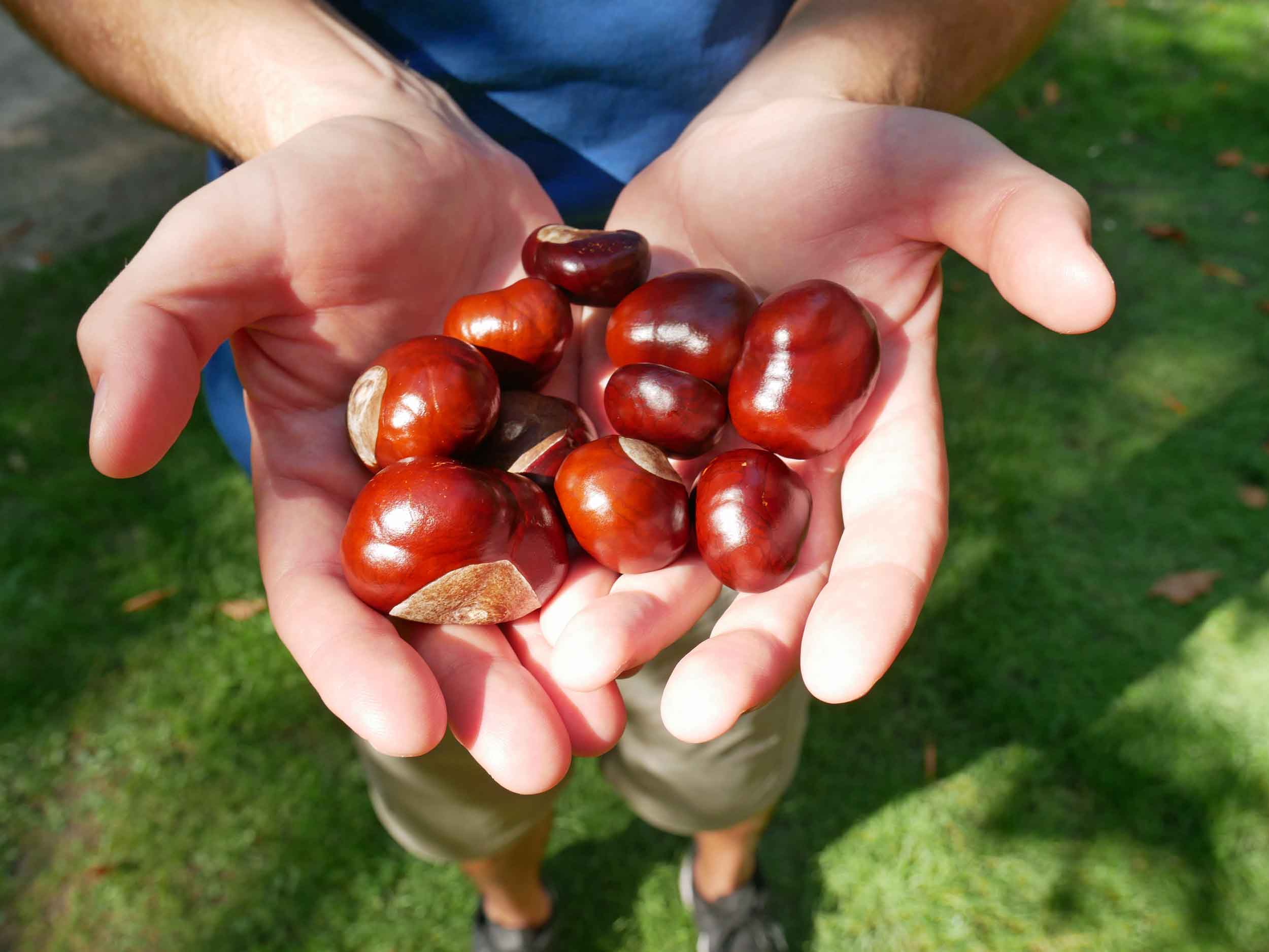  It was certainly autumn in Spain, and chestnuts were falling from the trees in El Retiro park, bringing Martin back to his harvesting days in Italy. 