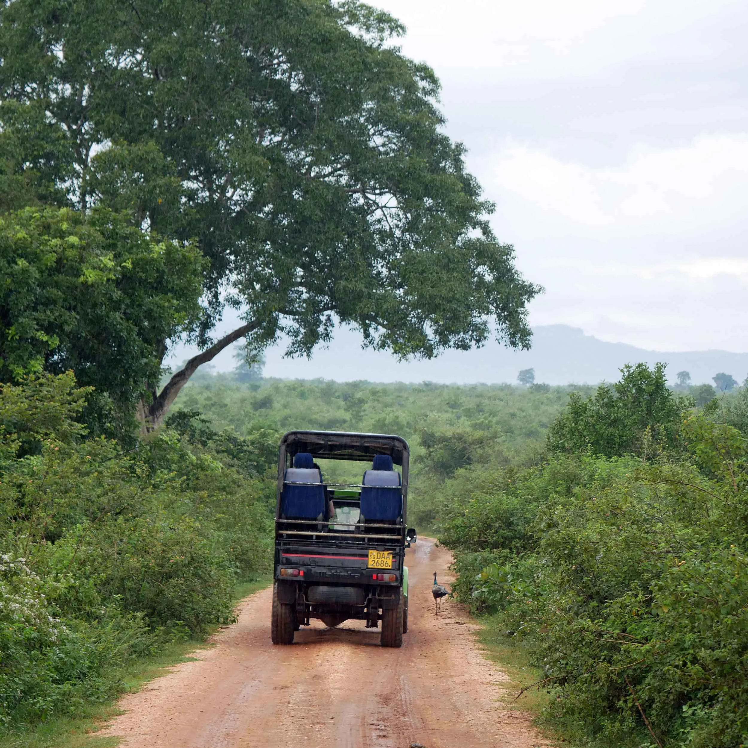 Udawalawe National Park, Sri Lanka; December 2017.