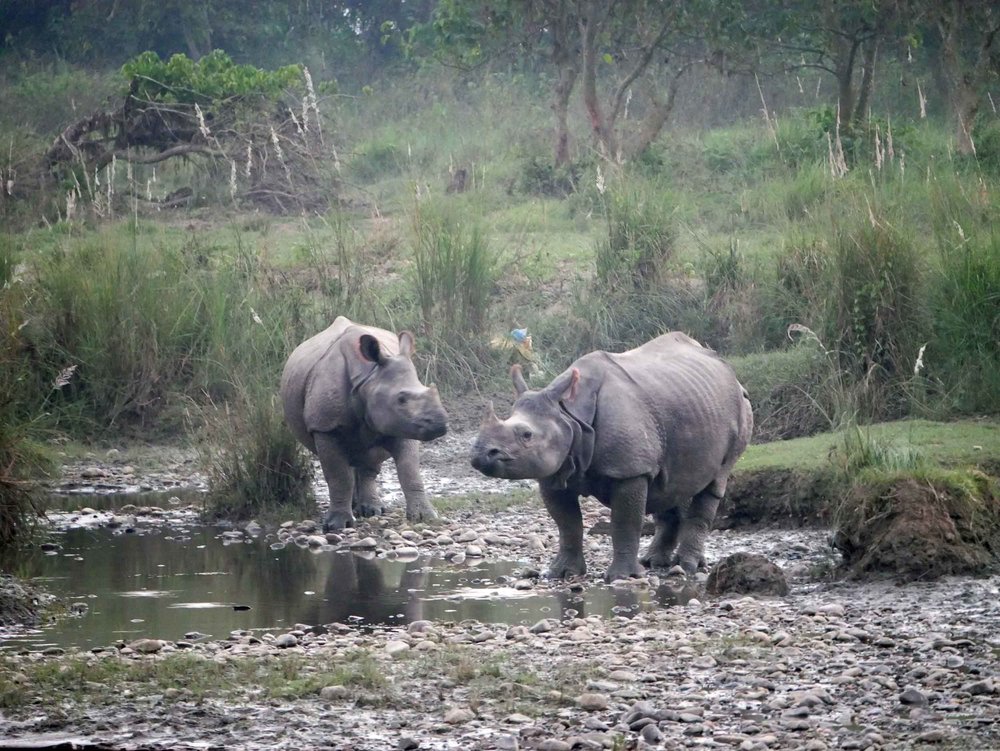  An auspicious start to our time in Chitwan National Park was viewing this pair Greater One-Horned Rhinos drinking and bathing in the river (Oct 14). 