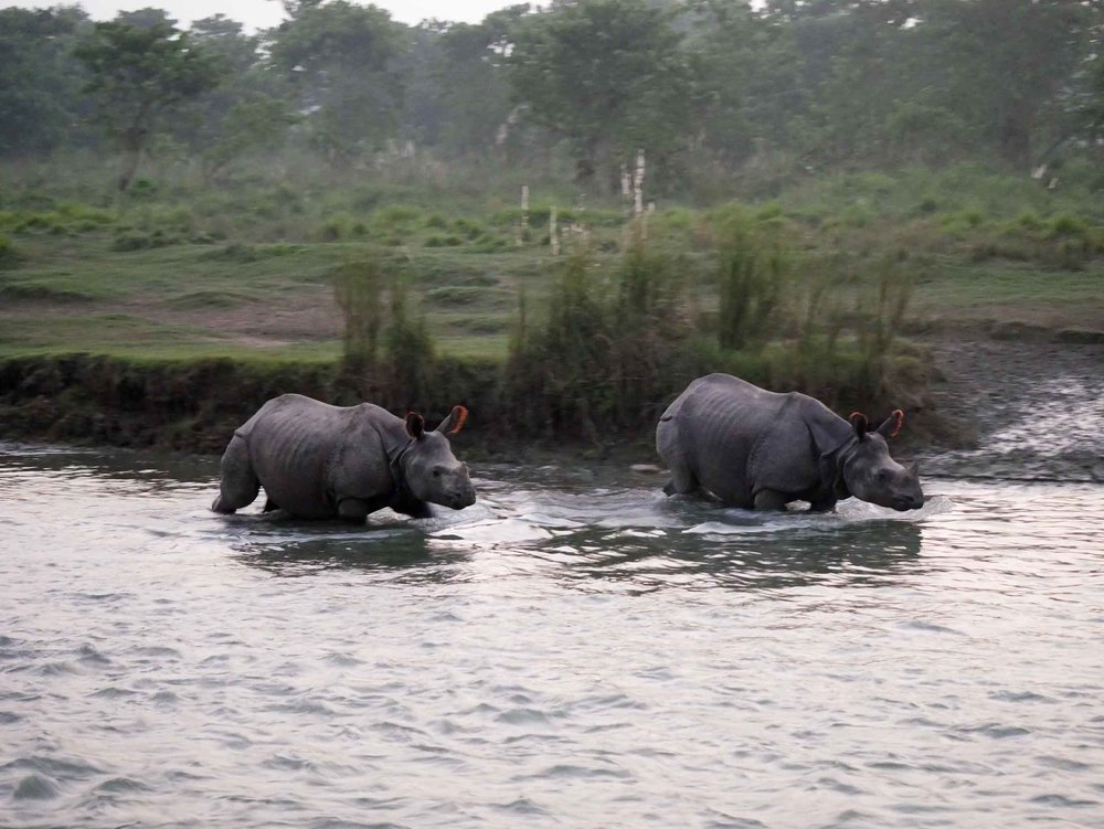  The pair headed off for an evening swim. 