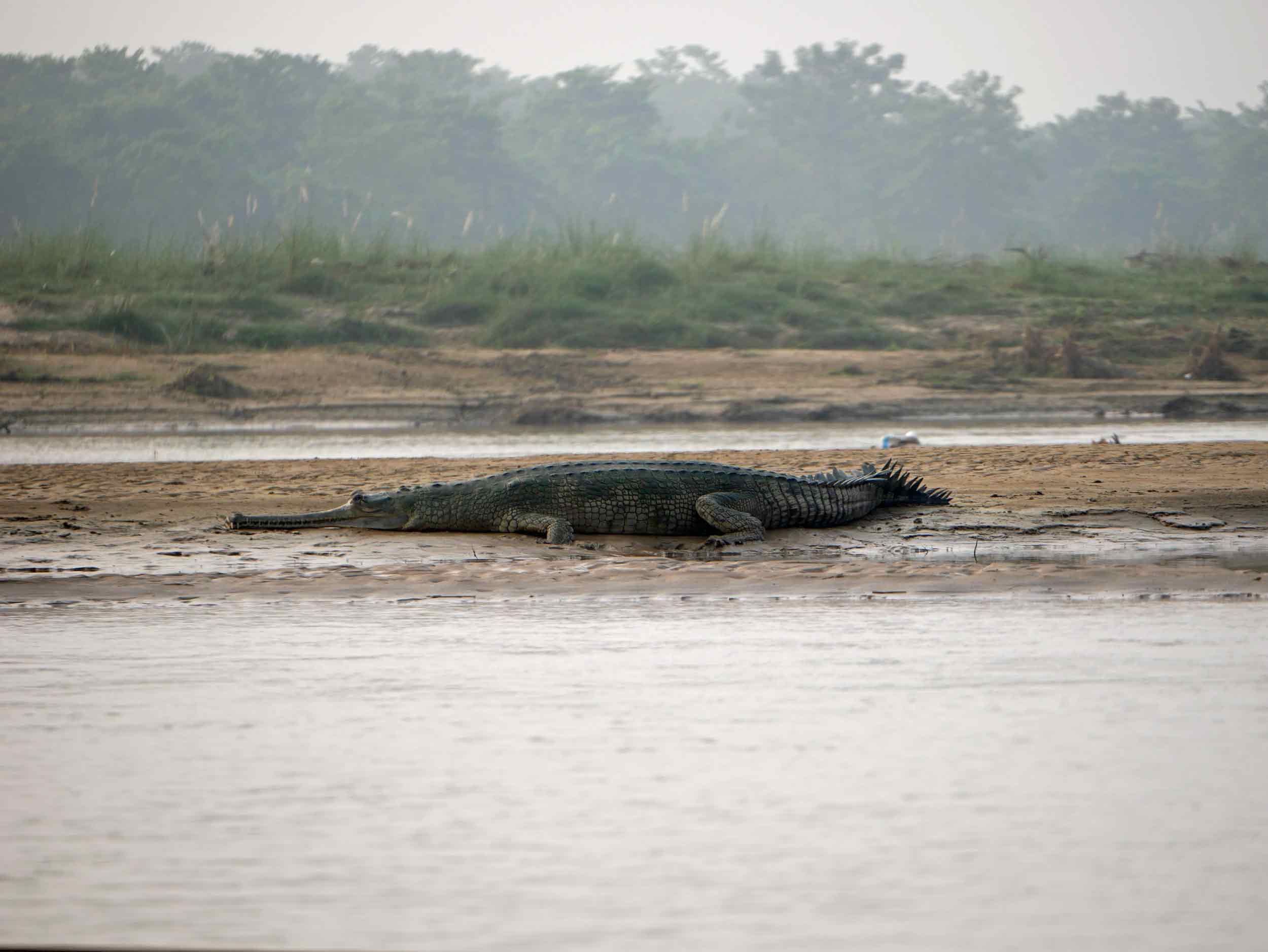We were lucky to see both species of rare crocodiles - the Marsh Mugger and the Gharial - while in Chitwan.