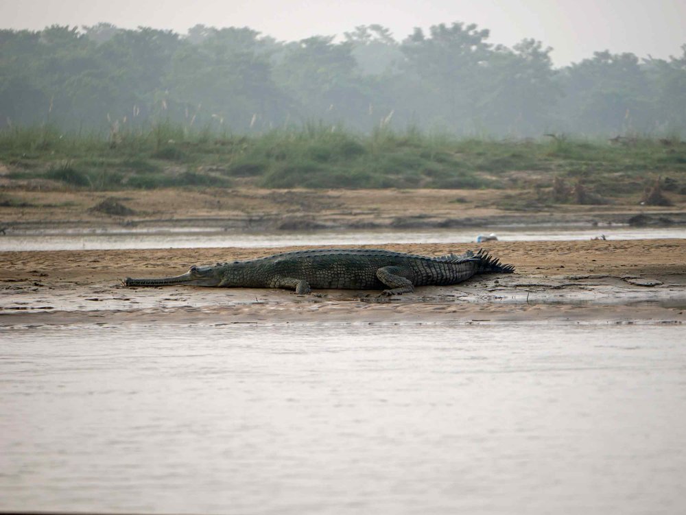 We were lucky to see both species of rare crocodiles - the Marsh Mugger and the Gharial -&nbsp;while in Chitwan. 