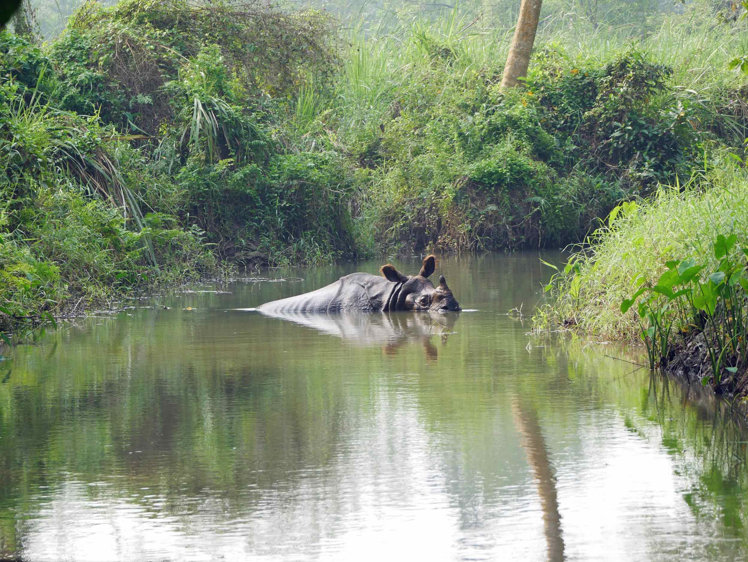 While on foot, we spotted a large male rhino beating the mid-day heat.