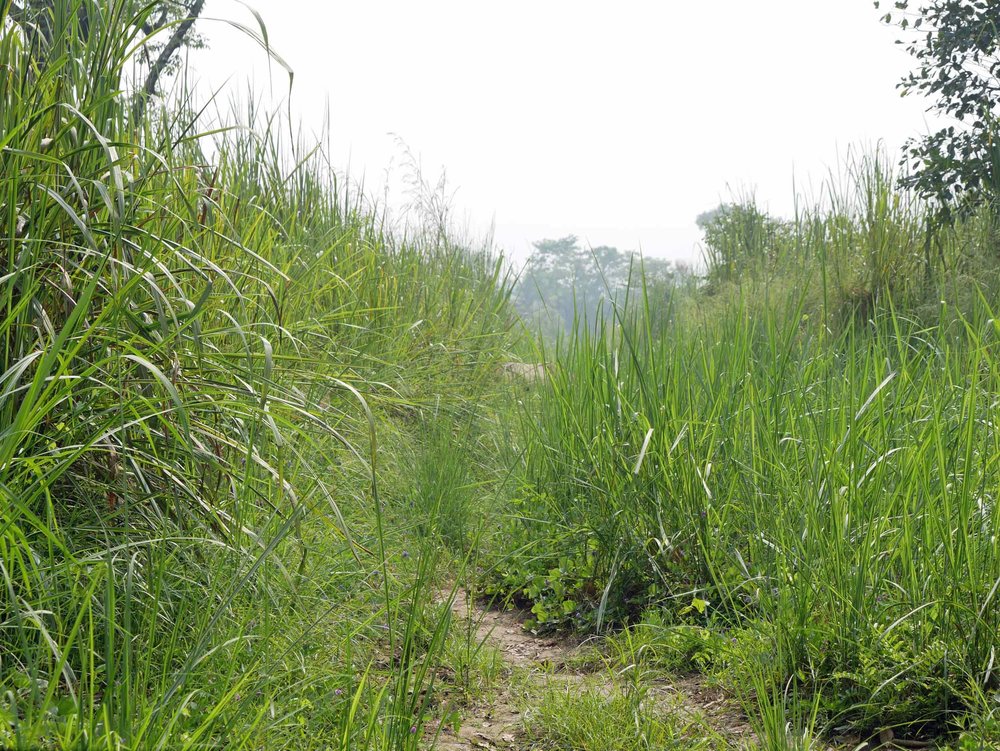  The majority of our walking tour was spent wading through exceptionally tall grasses – can you spot the hide of a rhino in the central background? 