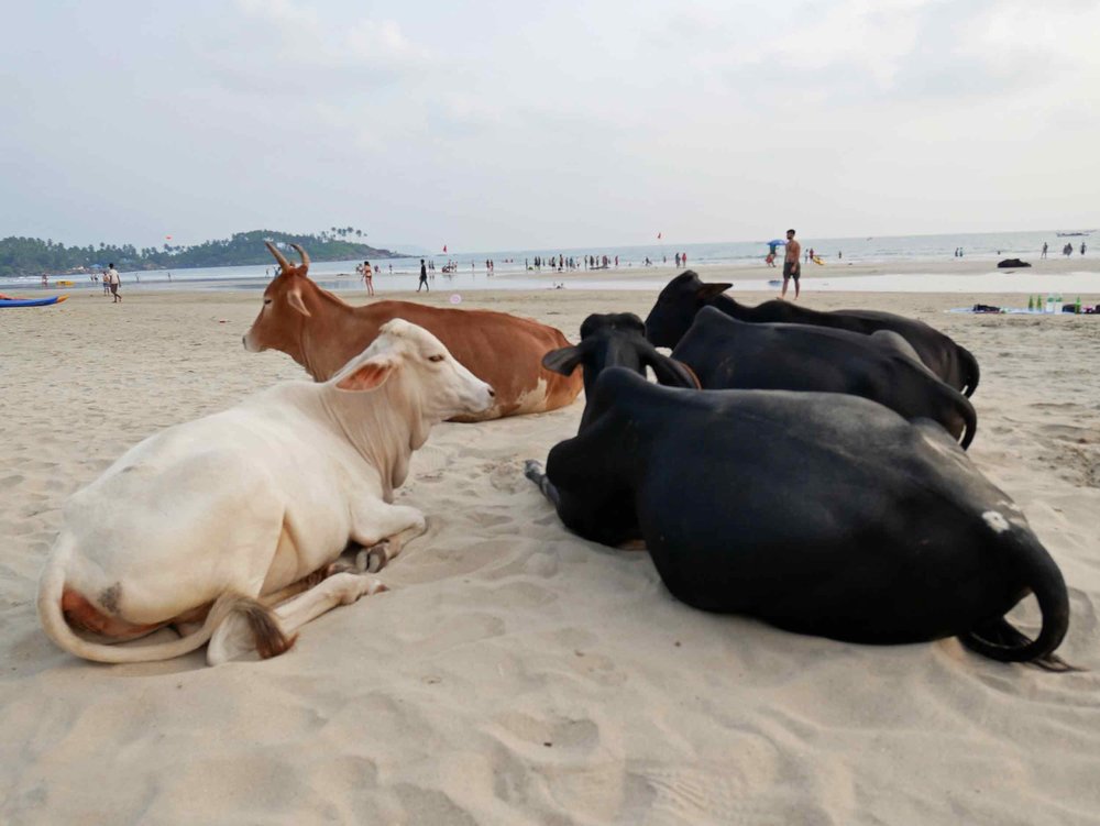  Cows taking a rest on the beach. 