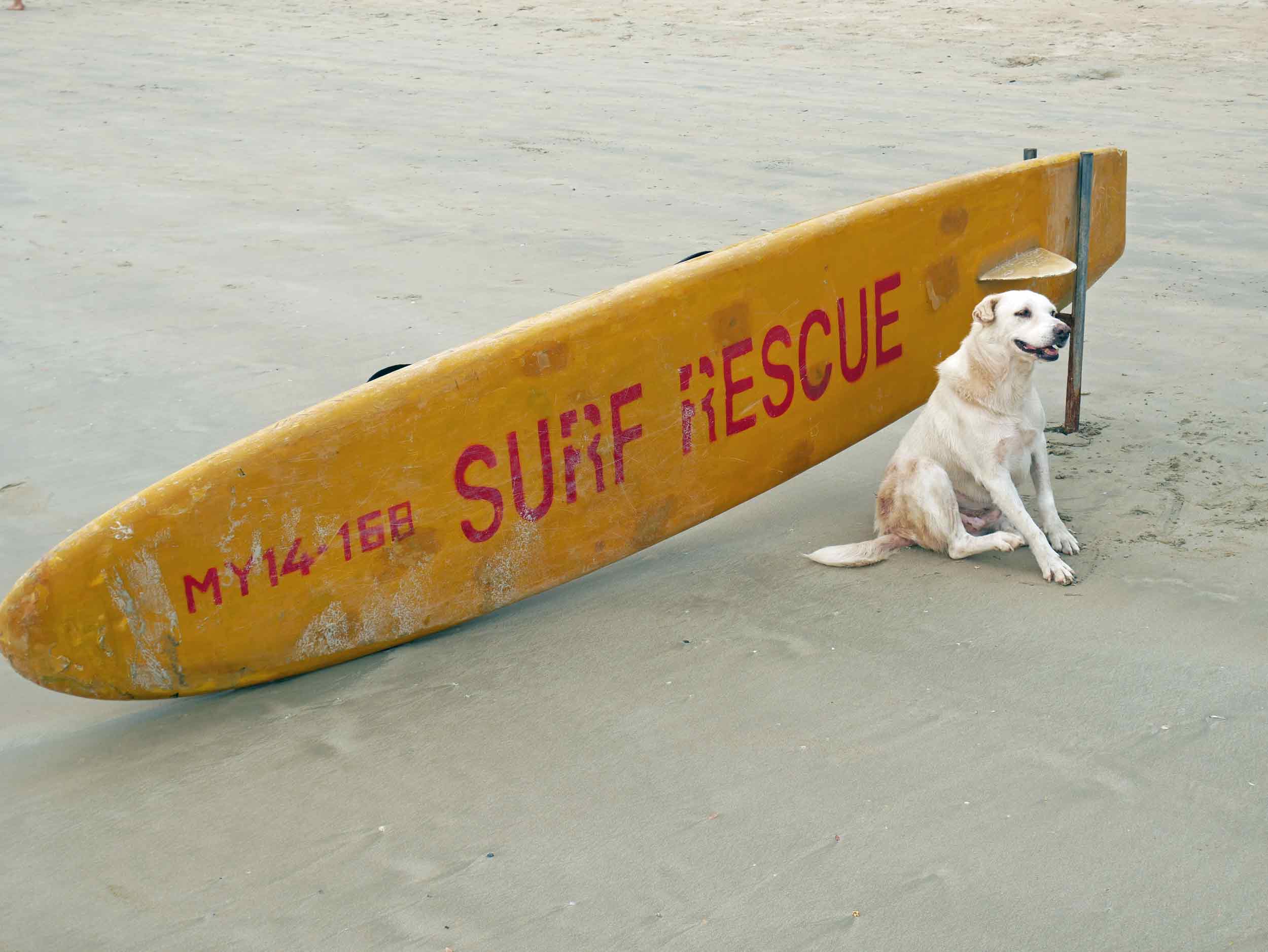  Beach dogs have  THE  life here in Goa. 