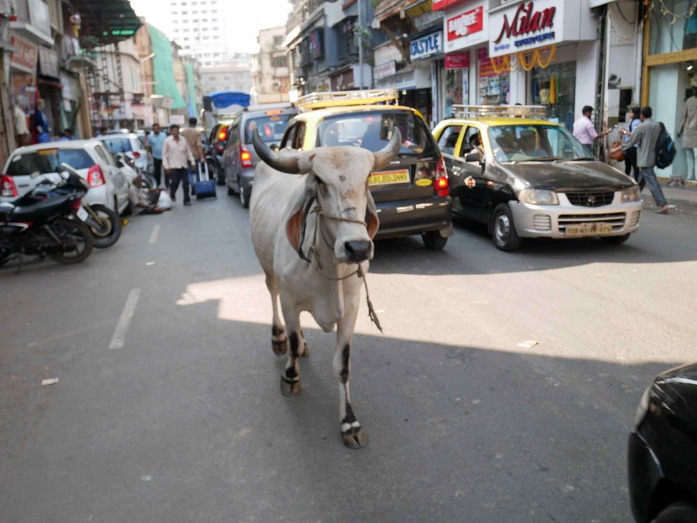  One of many famed cows who live amongst the crowds and traffic of Mumbai.&nbsp; 