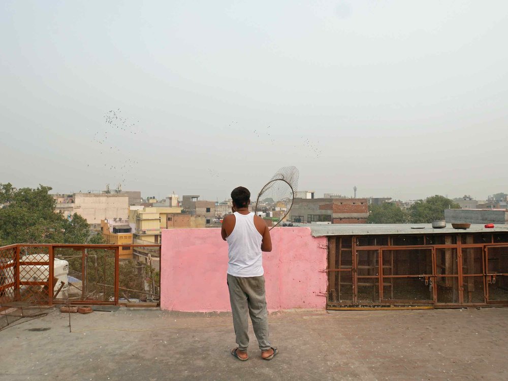  Pigeon gaming is a very competitive (and allegedly, highly addictive) sport that has keepers calling their flocks every morning from their roofs in Old Delhi. 