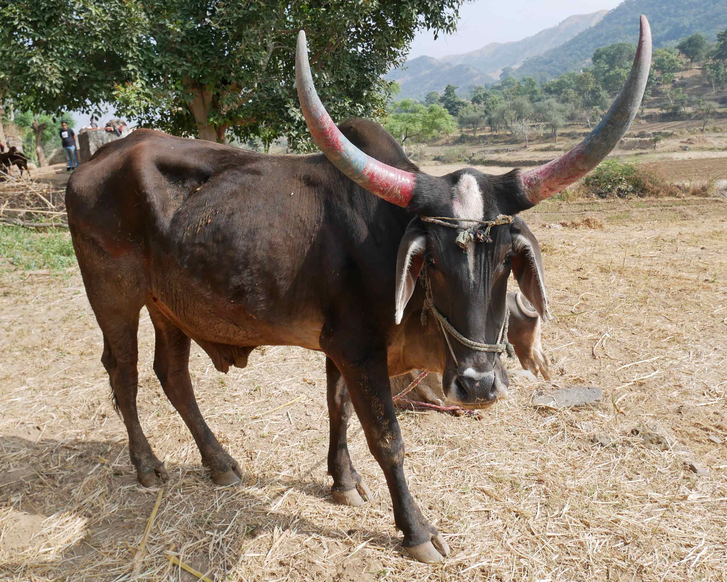  One of the work cows of the family, its horns colorfully decorated after a recent festival. 