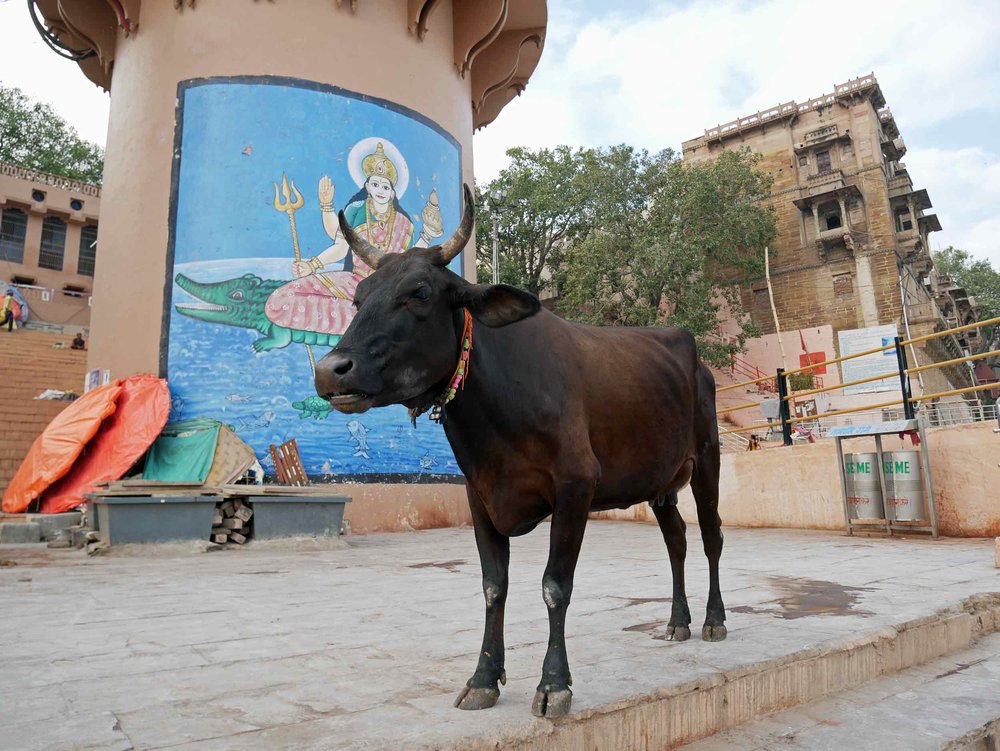  According to Nanditha Krishna, the cow veneration in ancient India "probably originated from the pastoral Aryans," whose religious texts called for non-violence towards all bipeds and quadrupeds and often equated&nbsp; the killing of a cow with the 